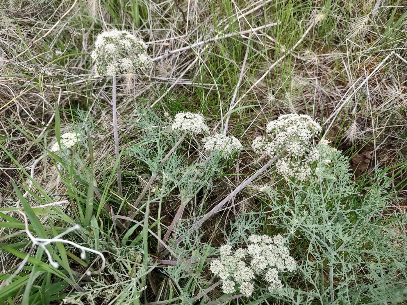 Lomatium macrocarpum image